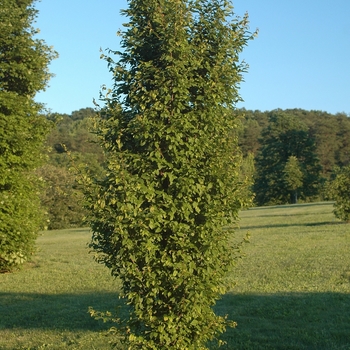 Carpinus betulus 'Frans Fontaine' 