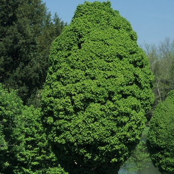 Carpinus betulus 'Globosa' 