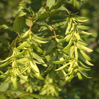 Carpinus betulus 'Incisa' 