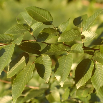 Carpinus henryana