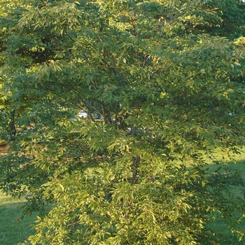 Carpinus polyneura