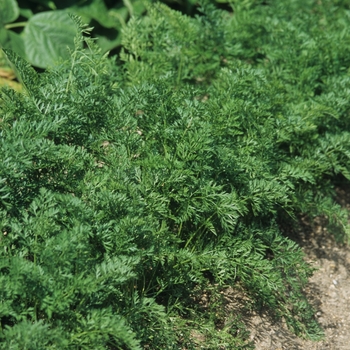 Daucus 'Scarlet Nantes'