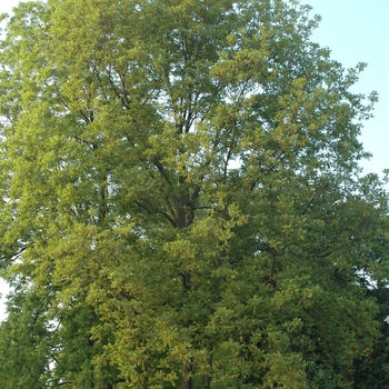 Carya illinoinensis