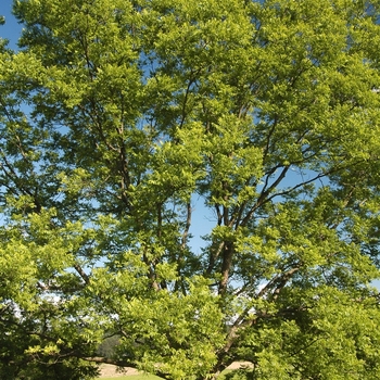 Carya illinoinensis 'Chief' 