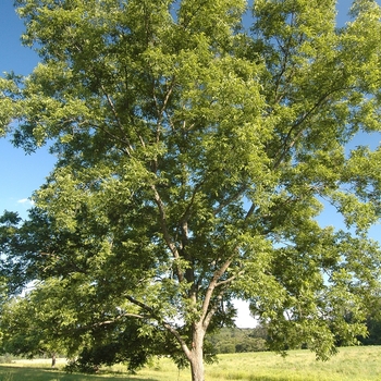 Carya illinoinensis 'Greenriver' 