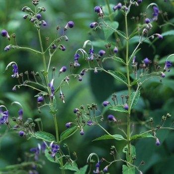 Caryopteris nepalensis