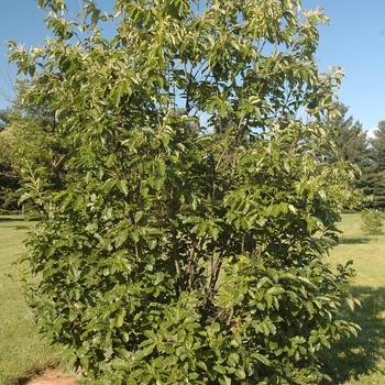 Castanea dentata