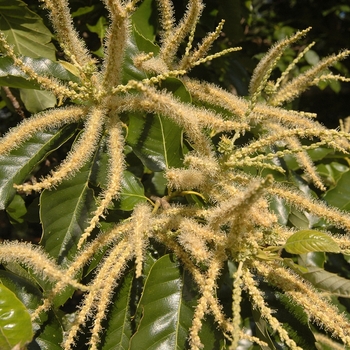 Castanea mollissima