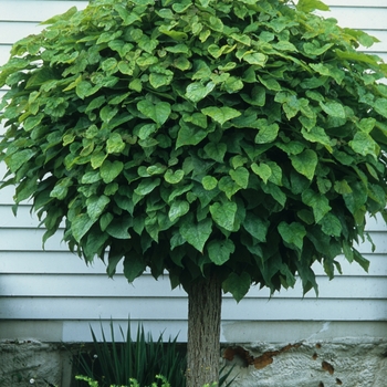 Catalpa bungei