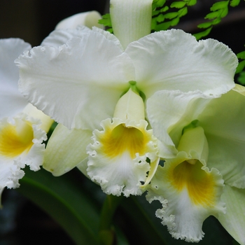 Cattleya bowbells 'July' 