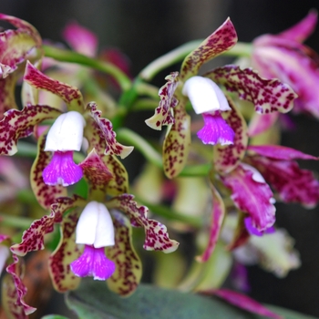 Cattleya leopoldii