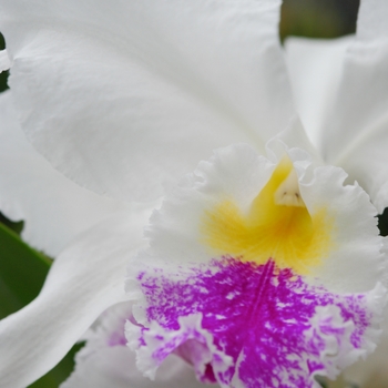 Cattleya Pearl Harbor 'Josephine'