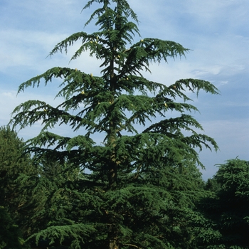 Cedrus libani var. stenocoma 