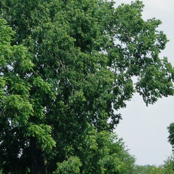 Celtis occidentalis