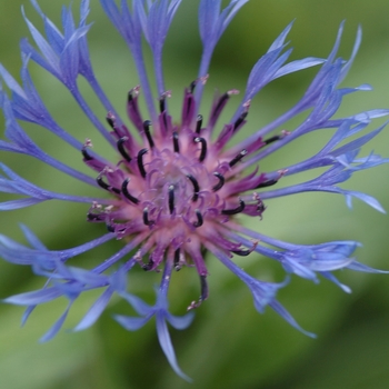 Centaurea montana