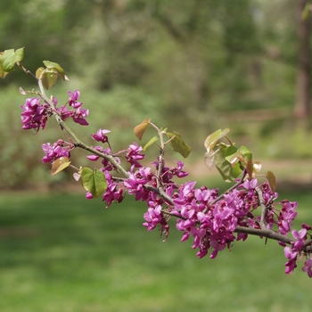 Cercis canadensis var. mexicana