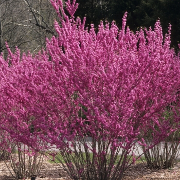 Cercis chinensis