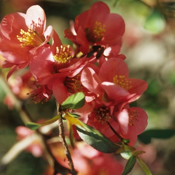 Chaenomeles speciosa 'Rubra' 