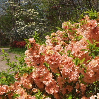 Chaenomeles japonica (speciosa) 'Cameo' 