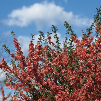 Chaenomeles speciosa 'Falconnet Charlet' 