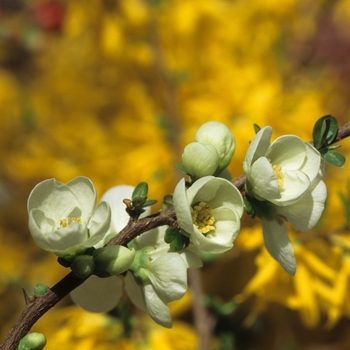 Chaenomeles speciosa 'Jet Trail' 