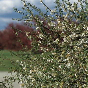 Chaenomeles speciosa 'Nivalis' 