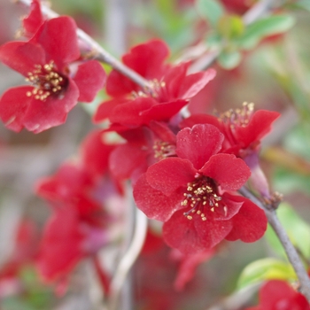 Chaenomeles speciosa 'Simonii' 