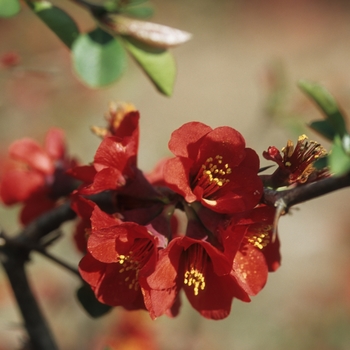 Chaenomeles speciosa 'Hollandia' 