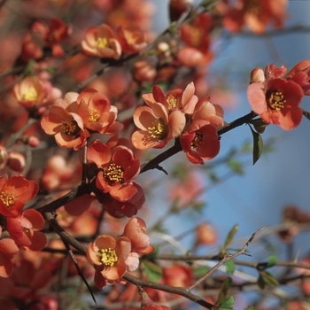 Chaenomeles speciosa 'Knaphill Scarlet' 