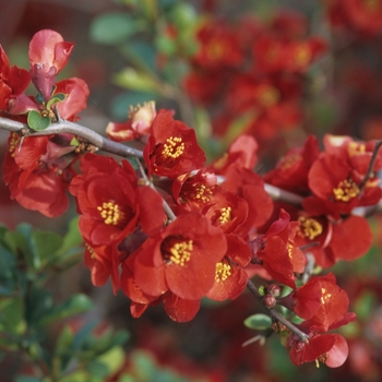 Chaenomeles x superba 'Nicoline' 