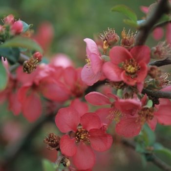 Chaenomeles x superba 'Pink Lady' 