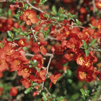 Chaenomeles x superba 'Rowallane' 