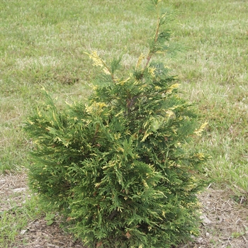 Chamaecyparis nootkatensis 'Aureovariegata' 