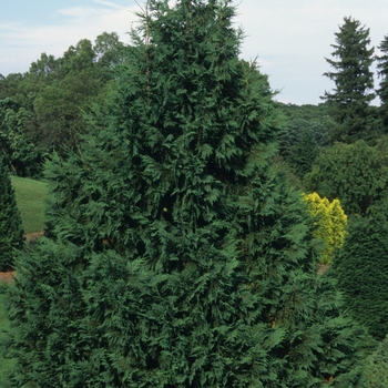 Chamaecyparis nootkatensis 'Glauca'