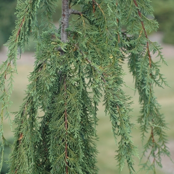 Chamaecyparis nootkatensis 'Van den Akker' 