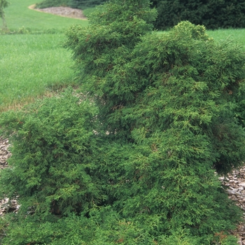 Chamaecyparis obtusa 'Coralliformis'