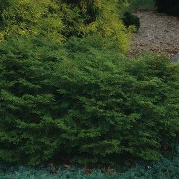 Chamaecyparis obtusa 'Pygmaea Densa'