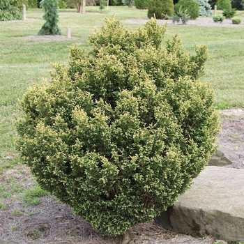 Chamaecyparis pisifera 'Plumosa Juniperoides' 