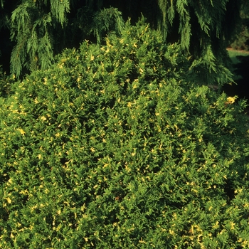 Chamaecyparis pisifera 'Compacta Variegata'