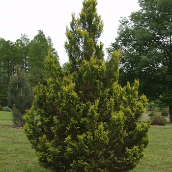 Chamaecyparis pisifera 'Plumosa Aurea'