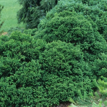 Chamaecyparis pisifera 'Squarossa Minima'