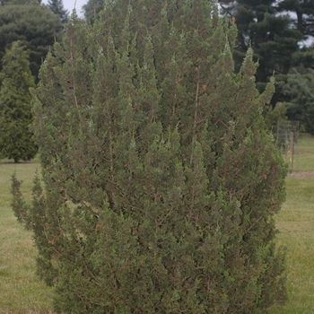 Chamaecyparis thyoides 'Andeleyensis' 