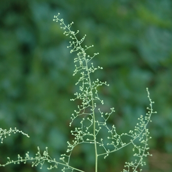 Chenopodium simplex