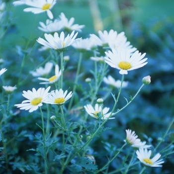 Chrysanthemum weyrichii 'White Bomb' 