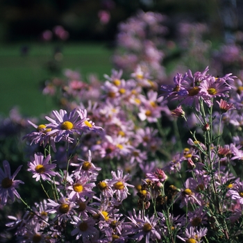 Chrysanthemum x rubellum 'Clara Curtis'