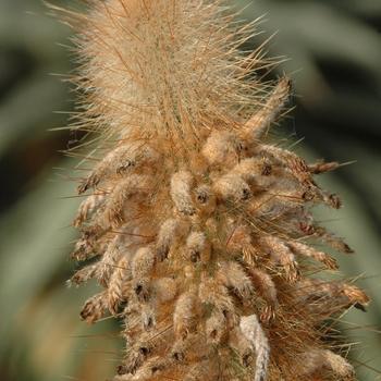 Cleistocactus strausii