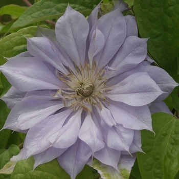 Clematis 'Belle of Woking' 