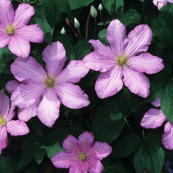 Clematis 'Comtesse De Bouchard' 