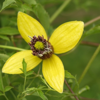 Clematis serratifolia 'Golden Tiara®'