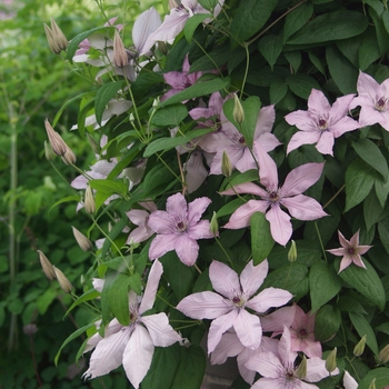 Clematis 'Hagley Hybrid ('Pink Chiffon')' 